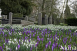 Krokus (Crocus spec.)