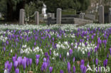 Krokus (Crocus spec.)