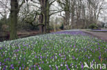 Krokus (Crocus spec.)