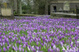 Krokus (Crocus spec.)