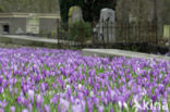 Krokus (Crocus spec.)