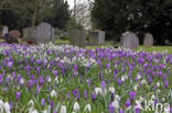 Krokus (Crocus spec.)