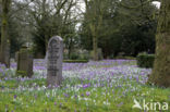 Krokus (Crocus spec.)