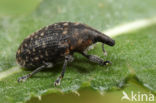 Larinus turbinatus