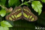 Malachite (Siproeta stelenes)