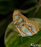 Malachite (Siproeta stelenes)