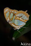 Malachite (Siproeta stelenes)