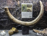 Mammoet (Mammuthus)