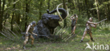 Mammoth (Mammuthus)