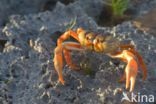 Mangrove crab (Sesarma sp.)
