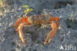 Mangrove crab (Sesarma sp.)