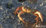 Mangrove crab (Sesarma sp.)