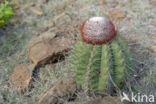 Melocactus macracanthos