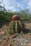 Melocactus macracanthos