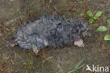 Mole (Talpa europaea)