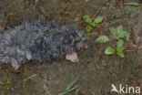 Mole (Talpa europaea)