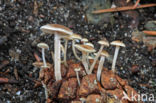 Conifercone Cap (Baeospora myosura)