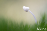 bonnet (Mycena spec.)