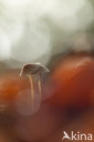 bonnet (Mycena spec.)