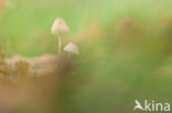 bonnet (Mycena spec.)