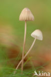bonnet (Mycena spec.)