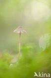 bonnet (Mycena spec.)