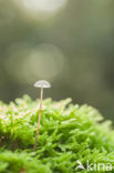 bonnet (Mycena spec.)