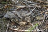 European Nightjar (Caprimulgus europaeus)