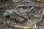 European Nightjar (Caprimulgus europaeus)