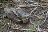 European Nightjar (Caprimulgus europaeus)