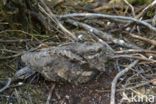 European Nightjar (Caprimulgus europaeus)