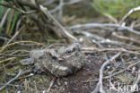 European Nightjar (Caprimulgus europaeus)