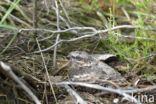 European Nightjar (Caprimulgus europaeus)