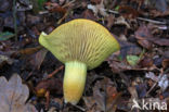 sulphur knight (Tricholoma sulphureum)