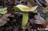 sulphur knight (Tricholoma sulphureum)