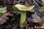 Narcisridderzwam (Tricholoma sulphureum)