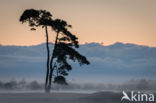 Nationaal Park Drents-Friese Wold