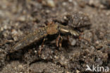 Ocypus aeneocephalus