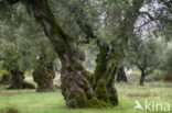 Olive (Olea europaea)