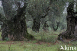 Olive (Olea europaea)
