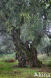 Olive (Olea europaea)