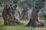 Olijf (Olea europaea)