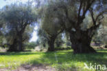 Olive (Olea europaea)