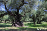 Olive (Olea europaea)