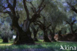 Olive (Olea europaea)