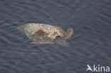 Loggerhead Turtle (Caretta caretta)