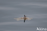 Loggerhead Turtle (Caretta caretta)