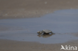 Loggerhead Turtle (Caretta caretta)