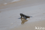 Loggerhead Turtle (Caretta caretta)