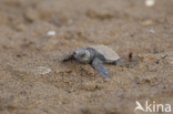 Loggerhead Turtle (Caretta caretta)